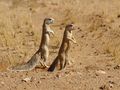 Cape Ground Squirrels (Xerus inauris), close to Solitaire, Namibia.