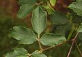 Acer griseum compound (trifoliate) leaf