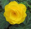 Begonia cultivars come in many different colours, such as yellow