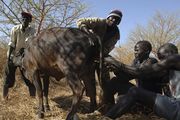 جنوب السودان، أبيي، 13 مارس، 2009، اثنان من قبيلة الدنكا يساعدان على توليد بقرة داخل مخيم.