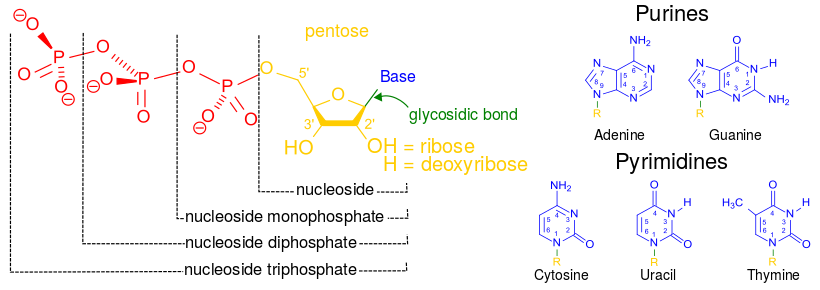 Nucleobases, nucleotides, and nucleosides