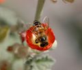 Western honey bee on a Sphaeralcea flower. Mesa, Az