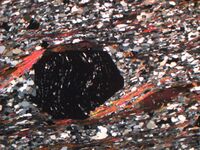 Microscopic view of garnet-mica-schist in thin section under polarized light with a large garnet crystal (black) in a matrix of quartz and feldspar (white and gray grains) and parallel strands of mica (red, purple and brown).