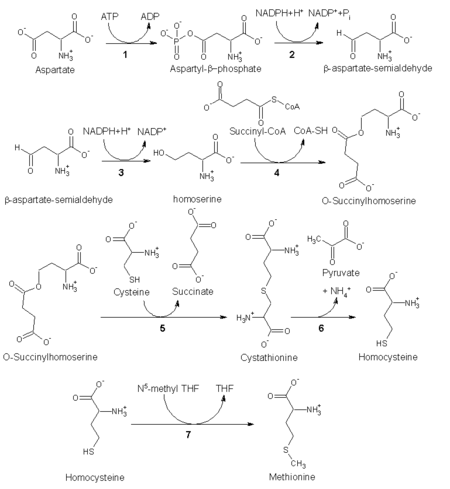 Fates of methionine