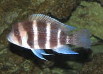 Cyphotilapiini (E): Cyphotilapia frontosa, one of only two similar species in the tribe[45]