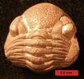 Phacopid trilobite from the Devonian of Ohio. Scale bar is 5.0 mm.