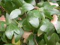 Acer sempervirens foliage