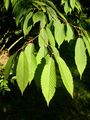 Acer carpinifolium leaves