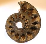 As a replacement mineral in an ammonite from فرنسا