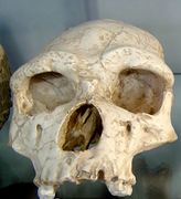 Homo erectus tautavelensis skull.