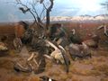 Diorama in Akeley Hall of African Mammals