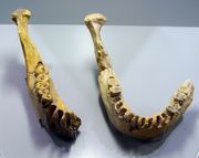 Replica of lower jaws of Homo erectus from Tautavel, France.