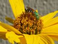 Sweat bee, Agapostemon virescens (female) on a Coreopsis flower. Madison, Wi