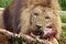 Lion feeding04 - melbourne zoo.jpg