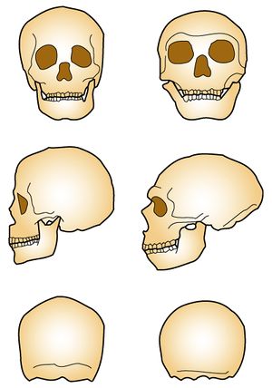 https://m.marefa.org/images/thumb/0/07/Neandertal_vs_Sapiens.jpg/300px-Neandertal_vs_Sapiens.jpg