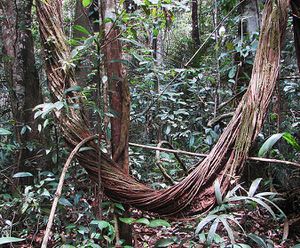 غابات الأمازون المطيرة المعرفة