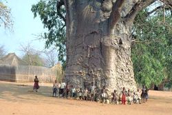 قائمة أقدم الأشجار المعرفة