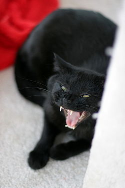 ملف:Cat-yawn.jpg