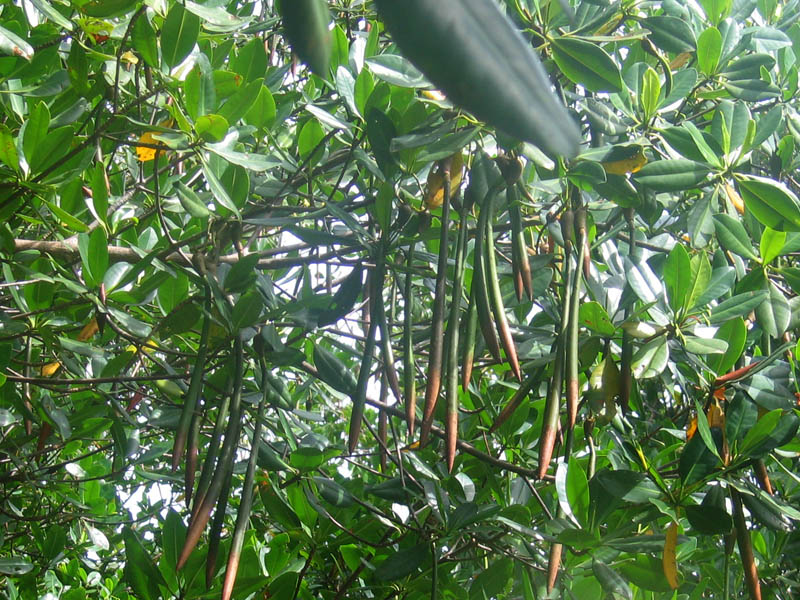 ملف:Plody mangrovnika (Rhizophora mangle).jpg