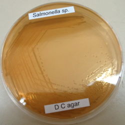 ملف:Salmonella sp. on DC-agar from Flickr 69017875.jpg