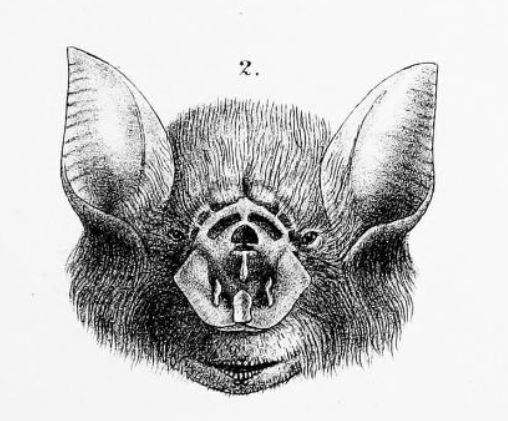 ملف:Rhinonicteris aurantia.jpg