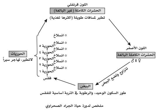 ملف:دورة حياة الجراد الصحراوي.jpg