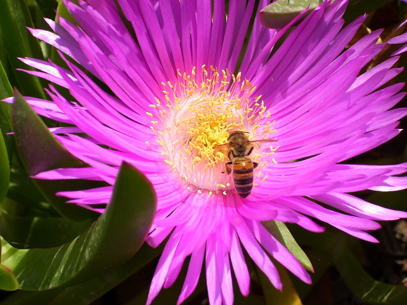 ملف:Honeybee gathering nectar.jpg