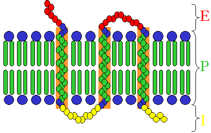 ملف:Transmembrane receptor.png