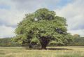 A Pedunculate oak في الدنمارك