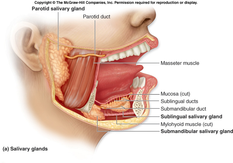 ملف:Salivary glands(1).jpg