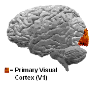 ملف:Visualcortex.gif