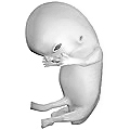 Fetus at 8 weeks after fertilization[2]