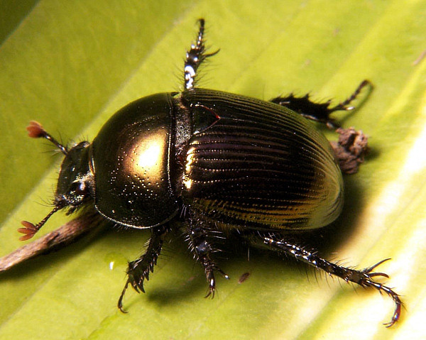 ملف:Dung beetle Geotrupes sp.jpg