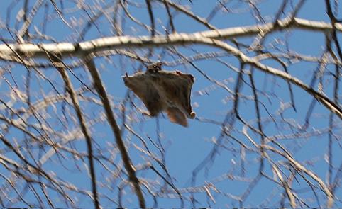 ملف:Flying squirrel in a tree.jpg
