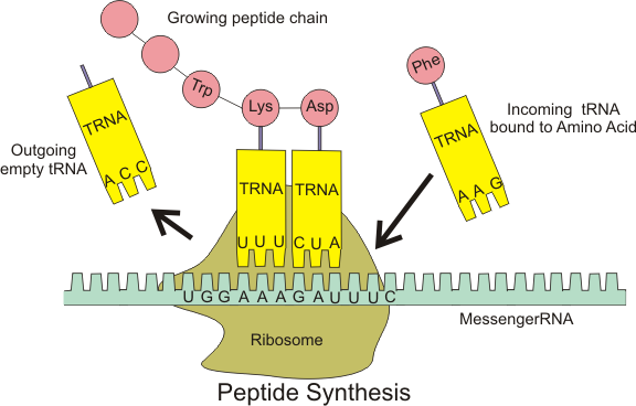 ملف:Peptide syn.png