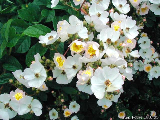 ملف:Rosa-multiflora01.jpg
