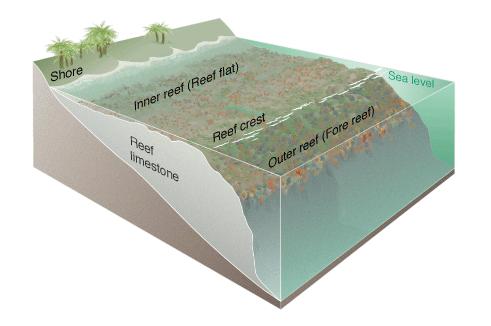 ملف:Coral reef diagram.jpg
