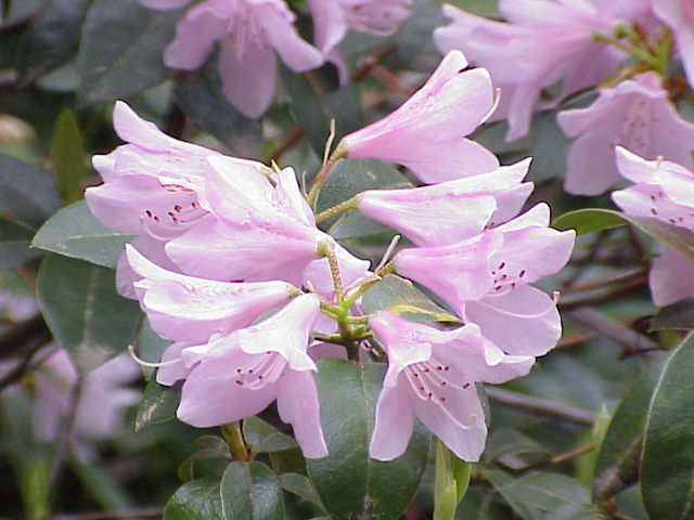 ملف:Rhododendron aechmophyllum0.jpg