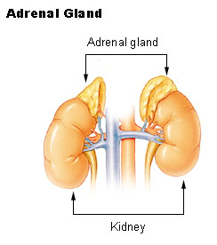 Illu adrenal gland.jpg