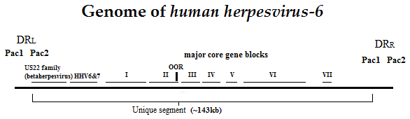 ملف:Hhv6 genome2.png