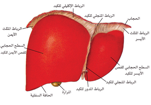 ملف:تشريح الكبد.jpg