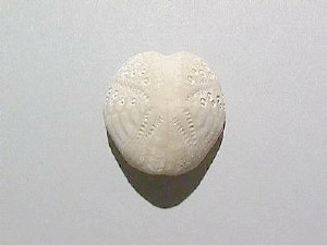 Photo of approximately round fossil