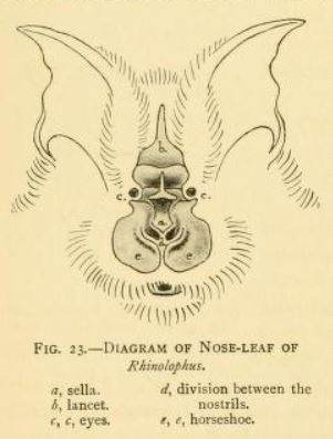ملف:Nose-leaf diagram.jpg