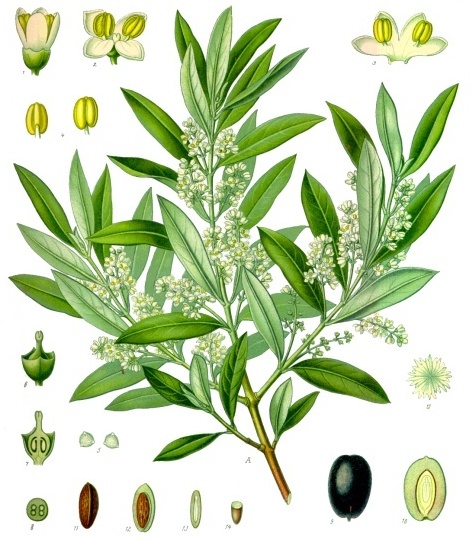 ملف:Olea europaea - Köhler–s Medizinal-Pflanzen-229.jpg