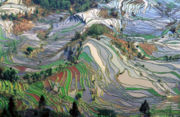 نمط تجريدي لحقول الأرز المصطبية في يوان‌يانگ، مقاطعة يونـّان، جنوب الصين