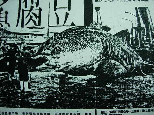 ملف:Whale shark caught off Anping in 1994.jpg