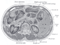 Transverse section through the middle of the first lumbar vertebra, showing the relations of the pancreas
