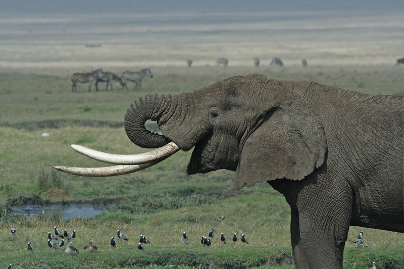 ملف:Tanzanian Elephant.jpg