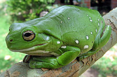 Frogs often appear green because dermal iridophores reflect blue light through a yellow upperlayer, filtering the light to be primarily green.