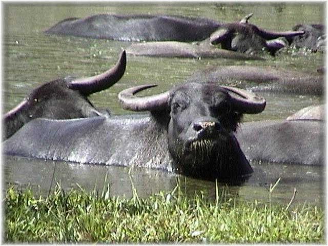 ملف:Water buffalo.jpg